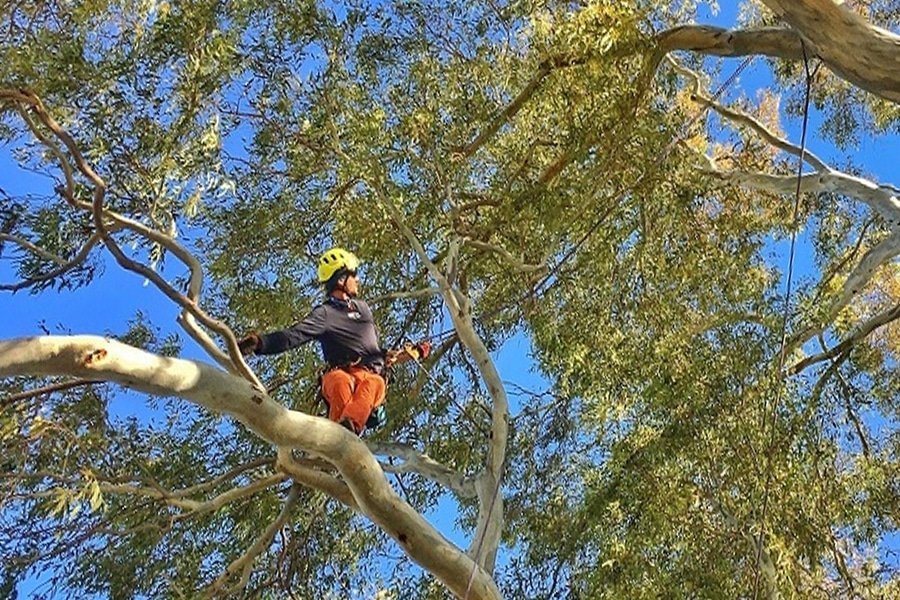 poda arboles zona sur