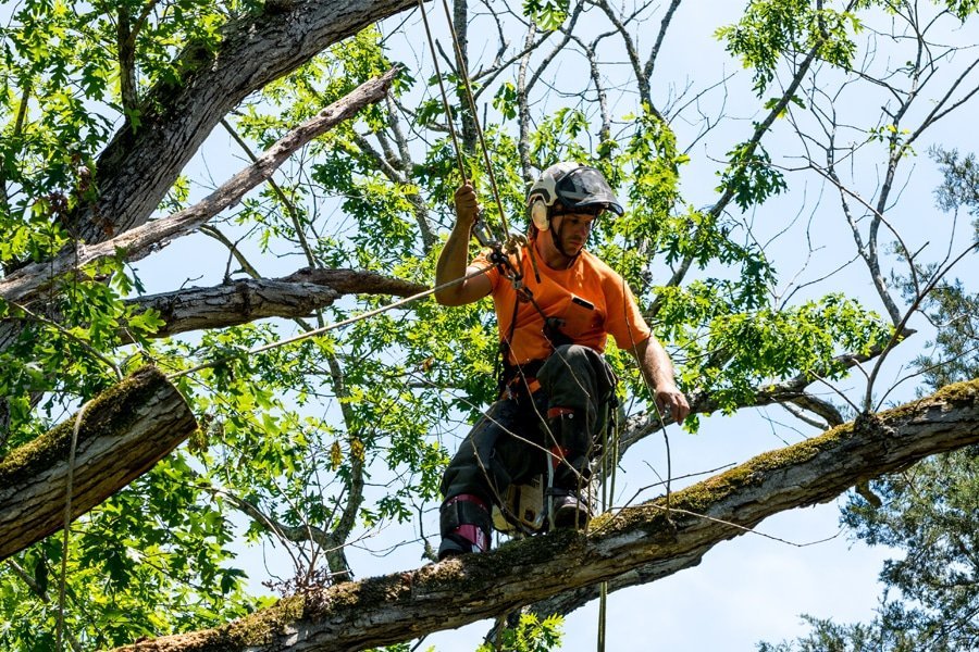 poda duraznero zona oeste