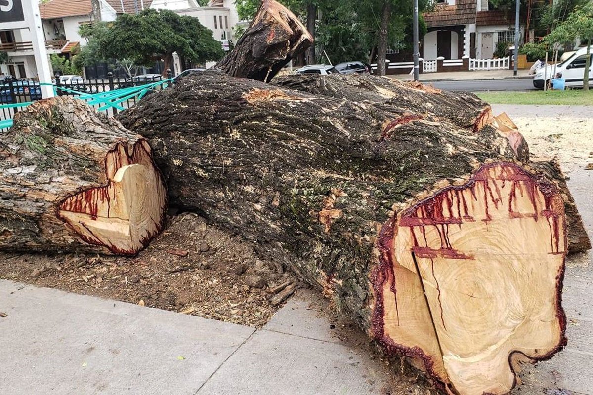 poda de arboles en altura caba