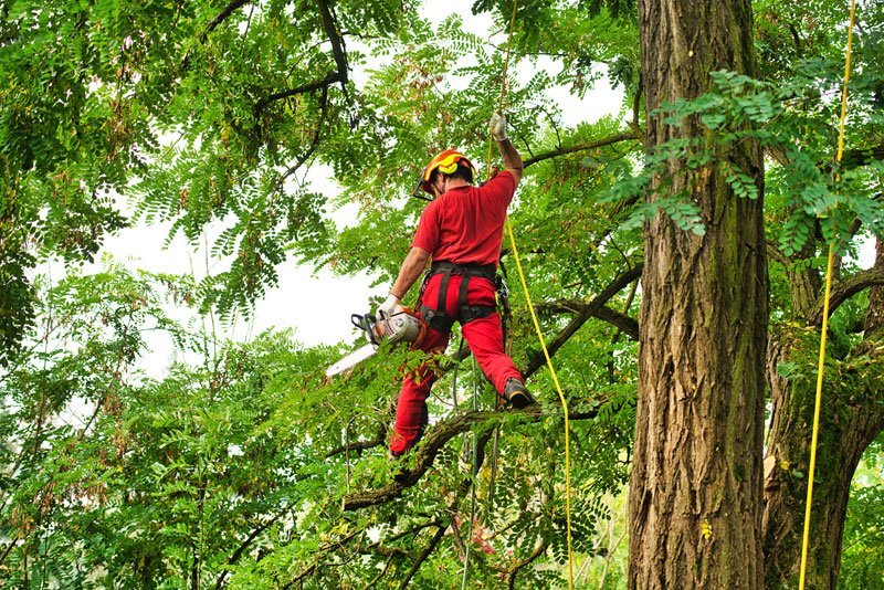 podador de pino zona norte