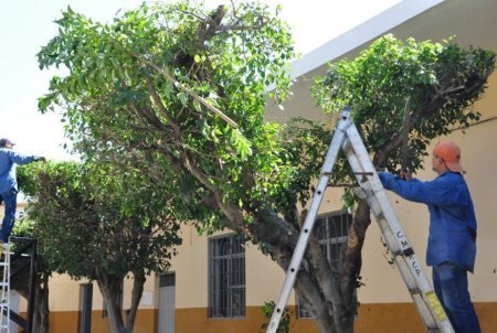 podador de alamo zona oeste