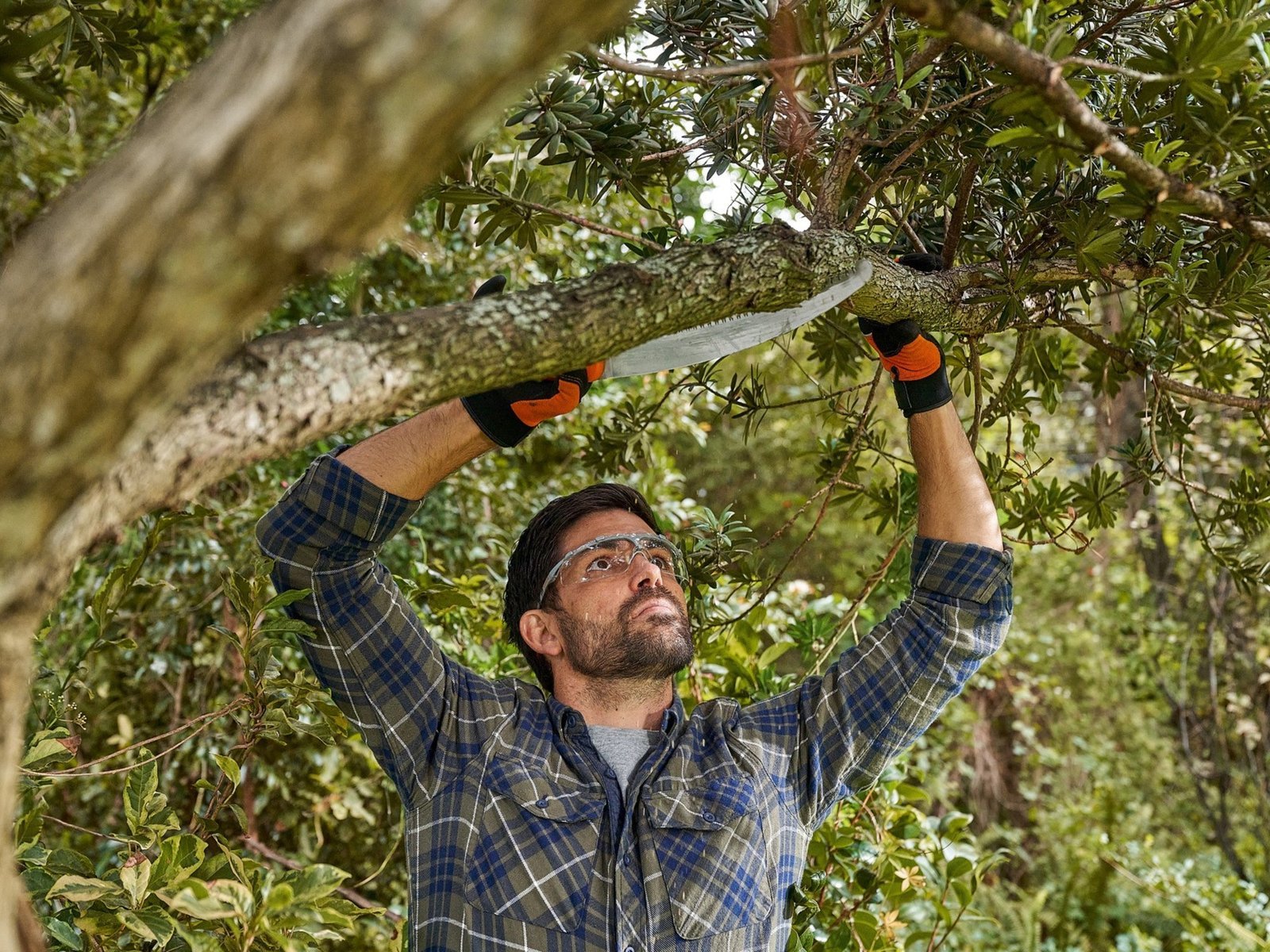 servicio podas arbol altura zona oeste