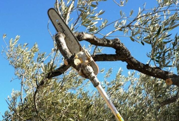 podas fresno altura zona norte