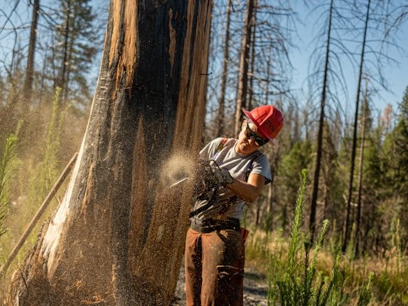 podas de arboles caba