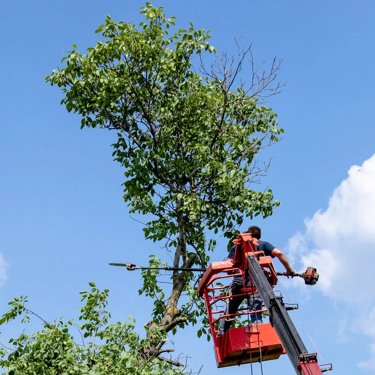 podar arbol zona norte