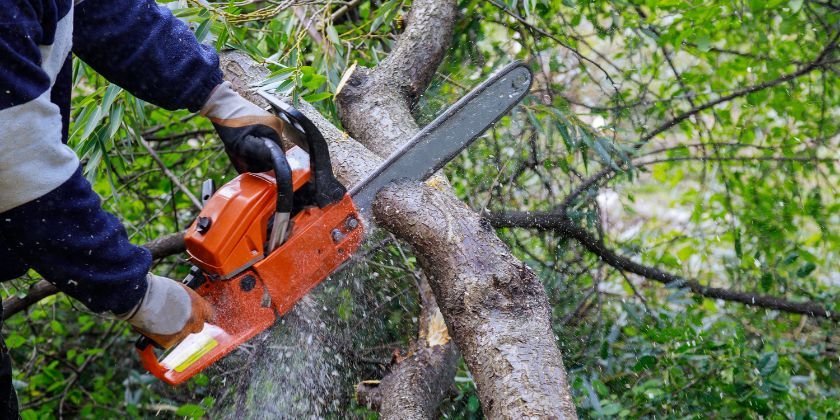 extraccion arbol zona norte